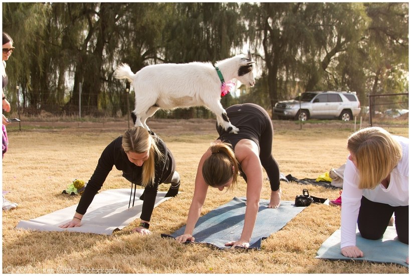 goat yoga
